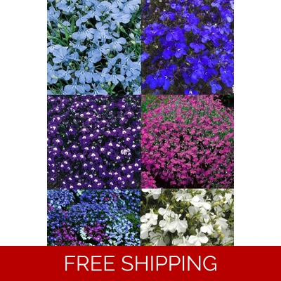 Lobelia Upright Mini Plug Plants x6